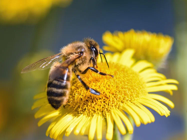 Zdjęcie Czy się różni pszczoła od osy? #1