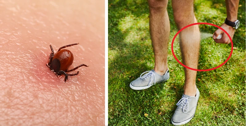 Nowe odkrycie! TEN środek najskuteczniej odstrasza kleszcze