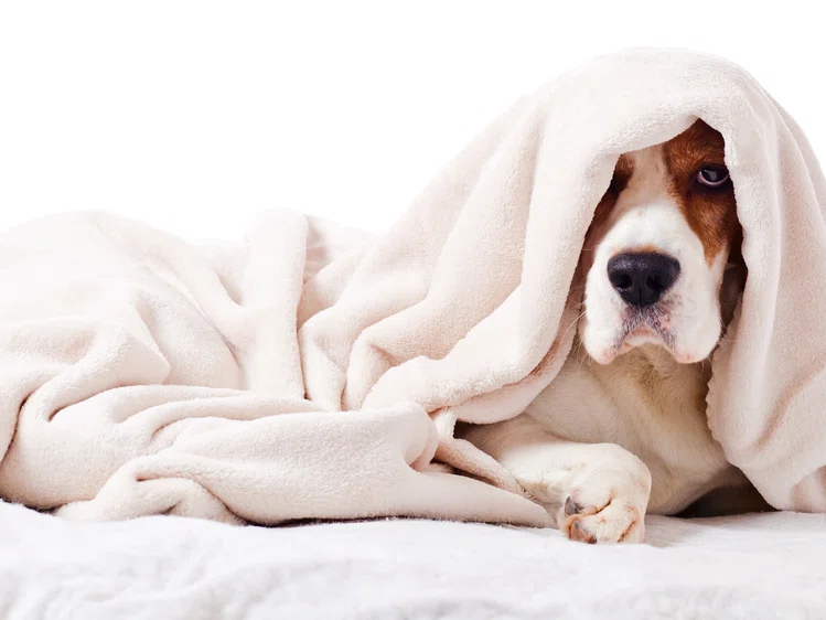 Zdjęcie Czy pies może złapać przeziębienie? #1