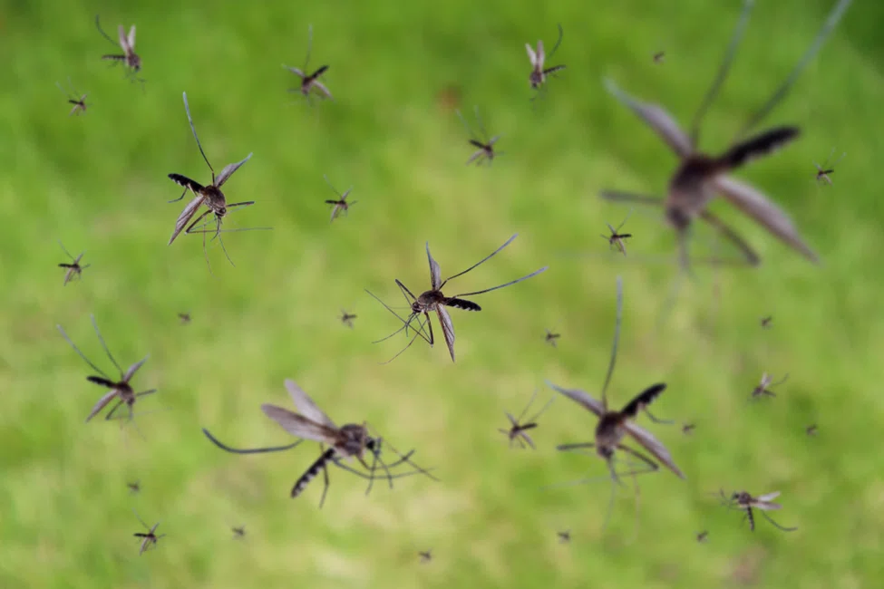 Dlaczego jest tak dużo komarów w tym roku?