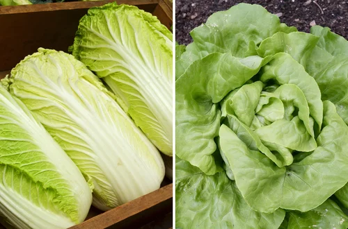 Kapusta pekińska czy sałata? Sprawdź, które warzywo jest zdrowsze