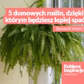 5 domowych roślin, dzięki którym będziesz lepiej spać.
