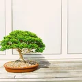 Jak i gdzie kupić odpowiednie drzewko Bonsai?