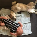 Niemowlę i pies - doświadczenia mamy i rady behawiorystki