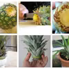 Ananas w doniczce :)