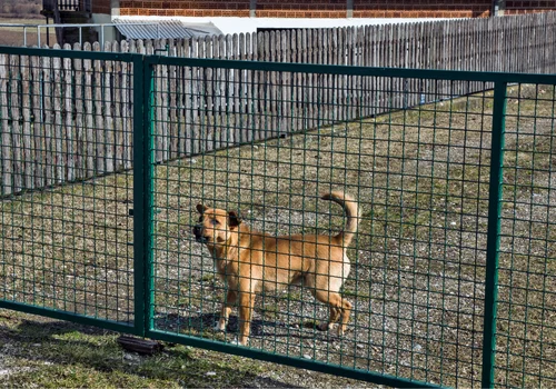 Nadchodzi nowy obowiązek dla właścicieli psów! Będzie też bezwzględny zakaz: "Pies to nie strażnik"