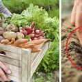 Jak mieć większe zbiory bez powiększania grządek? 3 triki