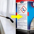 Spryskaj tym okna, a pozbędziesz się much na zawsze!