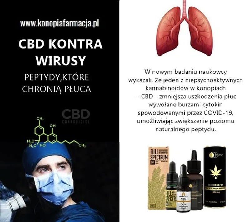 CBD kontra koronawirusy !