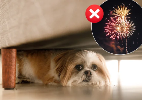 Zakaz używania fajerwerków i petard?! Rząd daje zielone światło gminom, jednak wskazuje na 2 daty