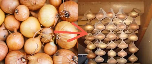 Wsadziła cebule do rajstop? Sprawdź 10 trików jak zachować świeżość warzyw