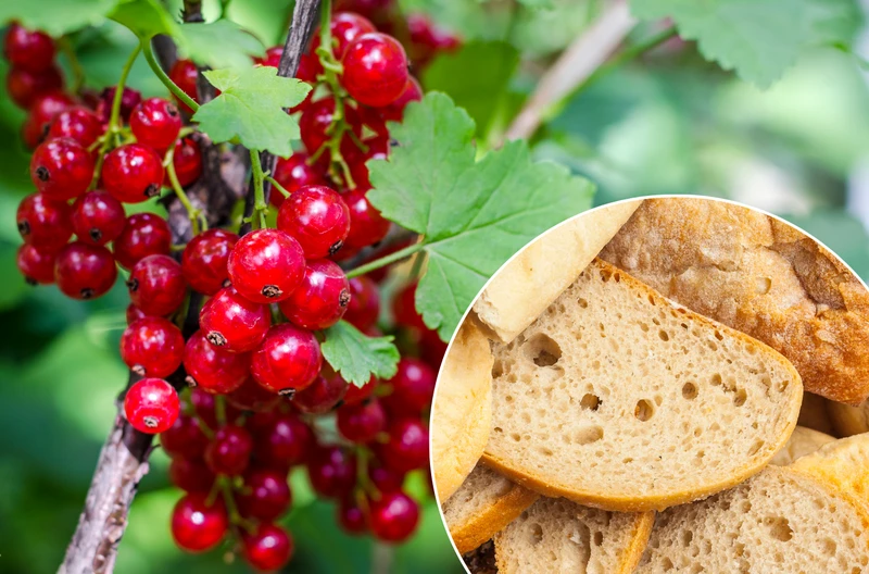Zastosuj trik z czerstwym chlebem! W Twoim ogrodzie pojawi się więcej porzeczek niż kiedykolwiek!