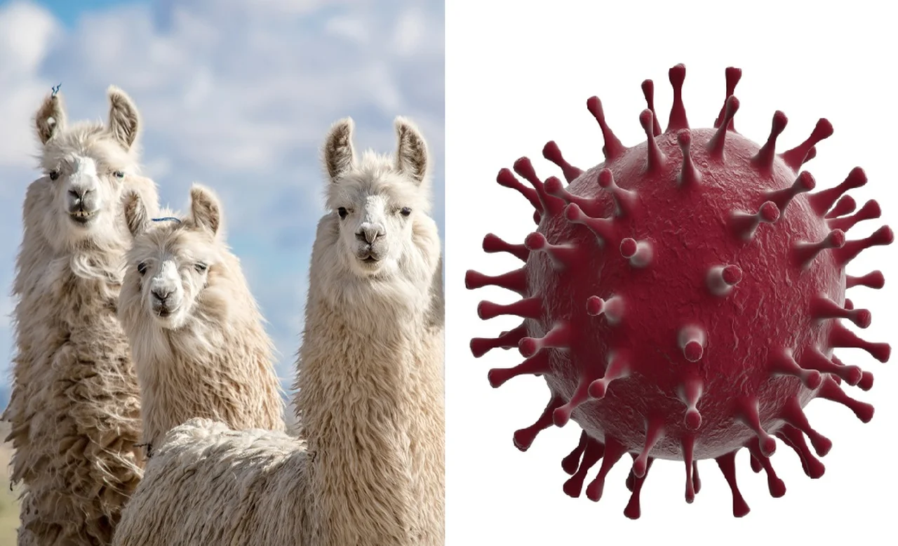 Lamy pomogą zwalczyć koronawirusa? Obiecujące badania!