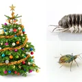 Kupiłaś żywą choinkę? Sprawdź, czy nie ma na niej tych insektów