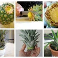 Ananas w doniczce :)