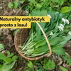 Naturalny antybiotyk prosto z lasu!  Czosnek niedźwiedzi -i jego właściwości zdrowotne i lecznicze.