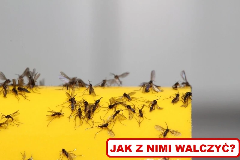 Wychodzisz na spacer i obsiadają Cię małe MUSZKI? To ZIEMIÓRKI!