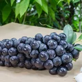 Jedz tego dużo jeżeli masz problemy z CHOLESTEROLEM!
