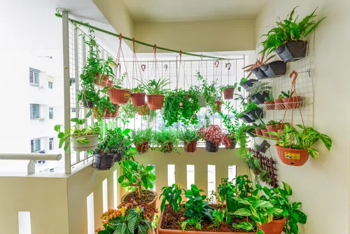 Jakie rośliny wybrać na balkon? Lisa roślin na balkon i nie tylko.