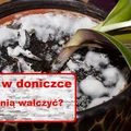 BIAŁA PLEŚŃ w doniczce – sprawdź co należy zrobić