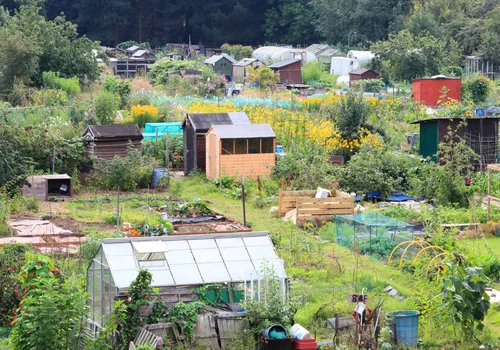 50 tys. złotych dotacji do ogródków działkowych! Pieniądze na remont i budowę - ale jest warunek
