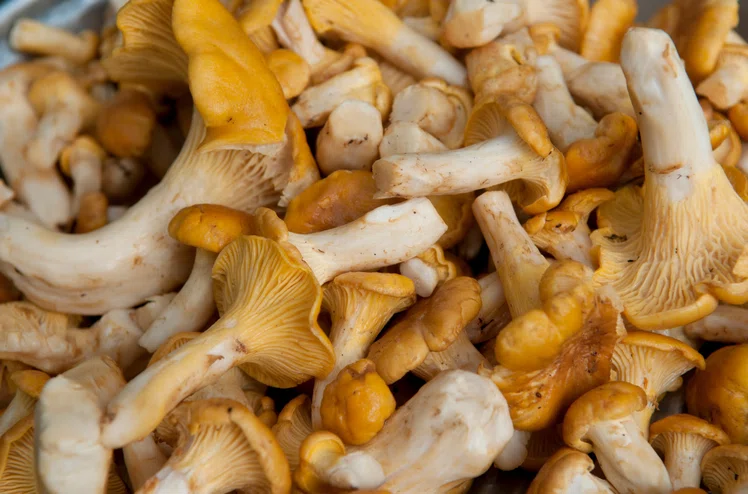 Zdjęcie Ceny grzybów biją rekordy! Za kilogram kurek trzeba zapłacić krocie! #1