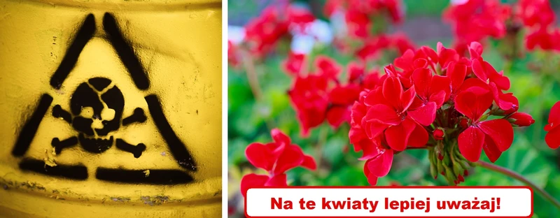 Lubisz kwiaty? Tych lepiej nie uprawiaj w domu!