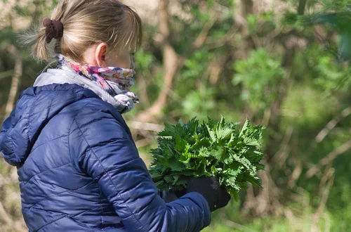 Czy pokrzywa naprawdę działa? Sprawdź, kiedy pomaga, a kiedy może zaszkodzić