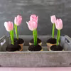 Babeczkowe tulipany