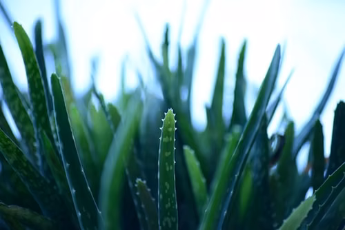 Aloes i jego praktyczne zastosowania
