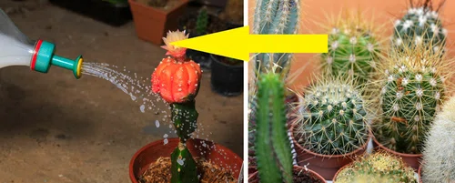 Jakie błędy najczęściej popełniamy pielęgnując kaktusy?