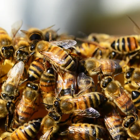 Światowy Dzień Pszczół: Dlaczego jest tak ważny i jak możemy pomóc?