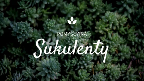 Oryginalne pomysły na wykorzystanie sukulentów