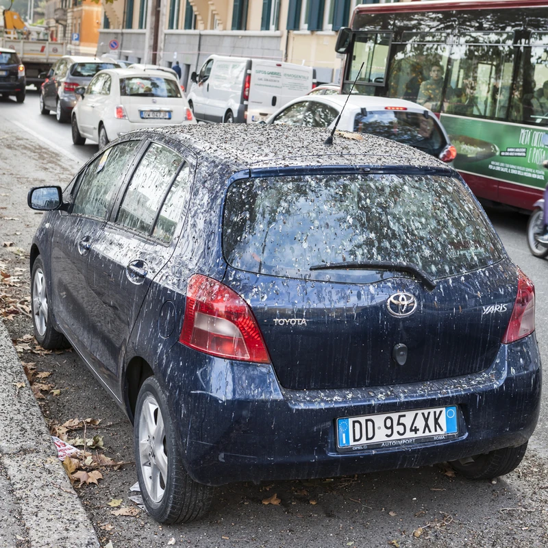 Czym najszybciej usunąć ptasie odchody z samochodu?