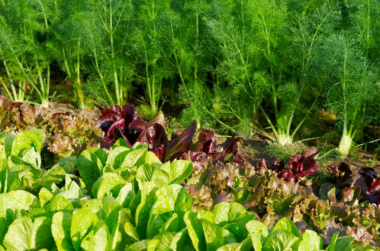 Zdjęcie Rozsyp to na ziemi w swoim ogrodzie! Warzywa będą rosły jak szalone! #1