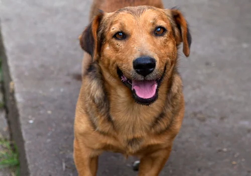 Dzień Kundelka - Święto Wszystkich Psów Nierasowych