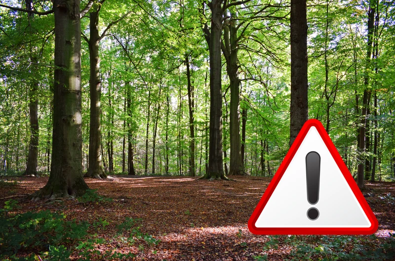 Niepozorne owady wywołują alarm. Służby apelują o ostrożność!