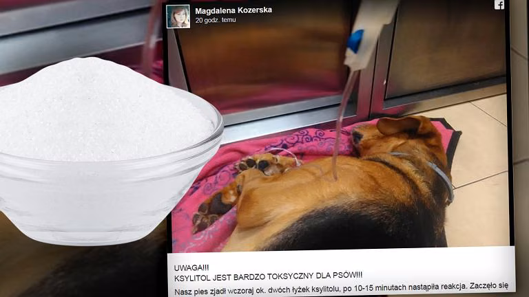 Już po 15 minutach PIES Pani Magdy zaczął chorować – NIGDY TEGO NIE RÓB!