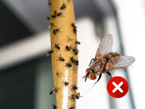 Jak przegonić muchy z domu?