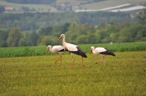 Międzynarodowy Dzień Ptaków: Dlaczego Ochrona Ptaków Jest Tak Ważna?