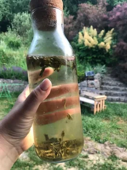 Herbata parzona na zimno - cold brew tea