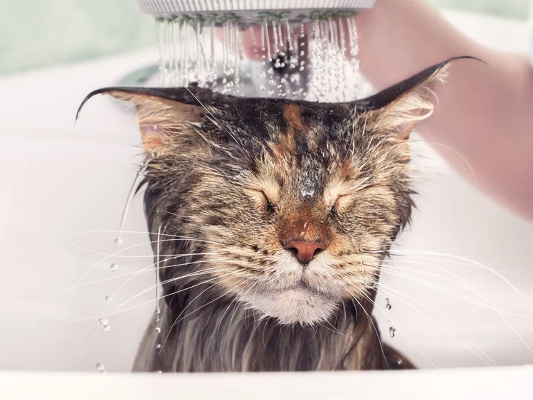 Zdjęcie Jak często kąpać psy i koty? #3