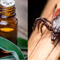 4 naturalne olejki, które odstraszą kleszcze i komary!