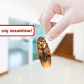 Pozbądź się OWADÓW z domu! Wypróbuj skuteczne sposoby