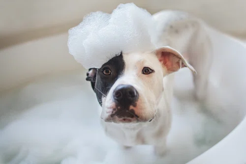 Jeżeli twój pies nie lubi kąpieli... sprawdź naszą radę!