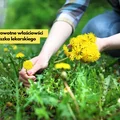 Poznaj niesamowite właściwości mniszka lekarskiego!