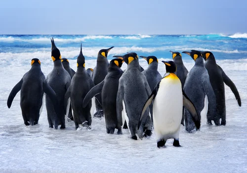 Celebrowanie Dnia Wiedzy o Pingwinach: Wszystko, co Musisz Wiedzieć