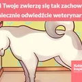 Jeśli Twoje zwierzę się tak zachowuje, koniecznie odwiedźcie weterynarza!