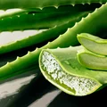 Masz w domu aloes? Sprawdź, jak możesz wykorzystać jego liście!