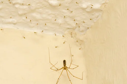 Jak pozbyć się pająków i innych owadów z domu. 7 sprawdzonych sposobów!